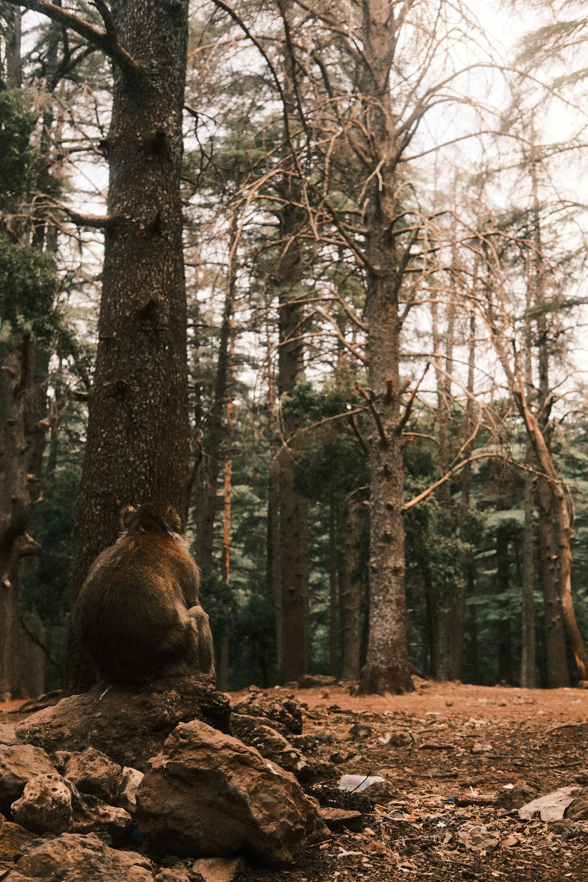 Berberaffe im Zedernwald bei Ifrane